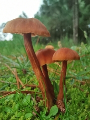 Laccaria laccata