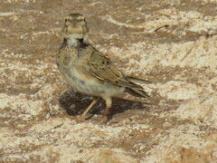 Melanocorypha calandra
