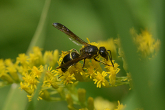 Ancistrocerus