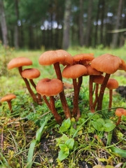 Laccaria laccata