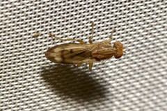 Opomyza germinationis