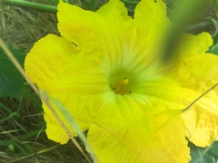Cucurbita moschata
