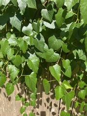 Ampelopsis cordata