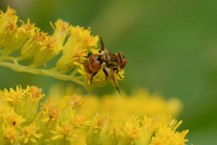 Gymnoclytia
