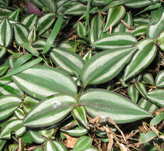 Tradescantia zebrina