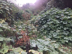 Cucurbita moschata