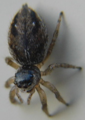 Evarcha arcuata
