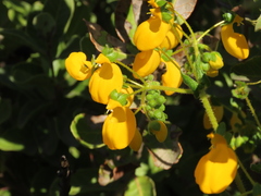 Calceolaria corymbosa