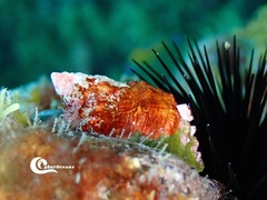 Stramonita haemastoma