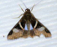 Melipotis fasciolaris