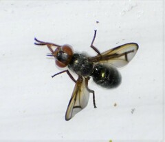 Senopterina caerulescens