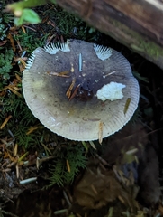 Lactarius pseudomucidus