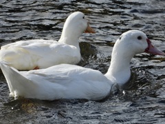 Anas platyrhynchos × Cairina moschata