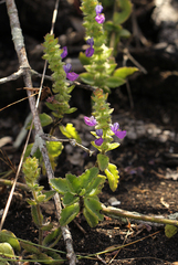 Coleus lasianthus image