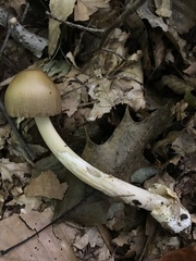 Amanita fulva