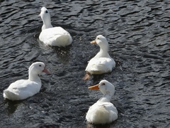 Anas platyrhynchos × Cairina moschata