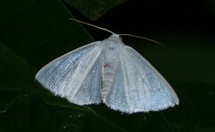 Lomographa vestaliata