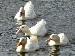Anas platyrhynchos × Cairina moschata