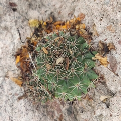 Coryphantha ottonis
