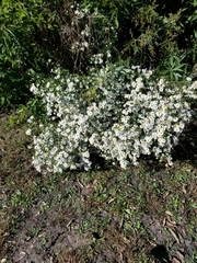 Boltonia asteroides