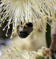 Melangyna viridiceps