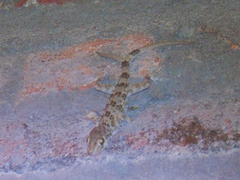 Tenuidactylus caspius