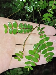 Metrosideros diffusa