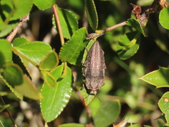 Ectinogonia buquetii