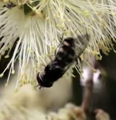 Melangyna viridiceps