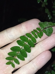 Metrosideros diffusa