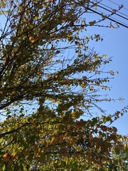 Cercidiphyllum japonicum