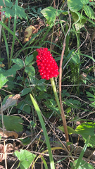 Arisaema dracontium