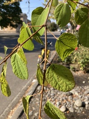 Cercidiphyllum japonicum