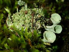 Cladonia chlorophaea