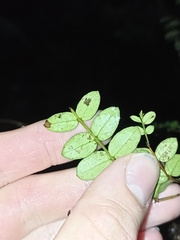 Metrosideros diffusa