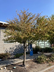 Cercidiphyllum japonicum