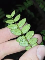 Metrosideros diffusa