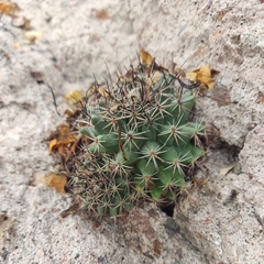 Coryphantha ottonis