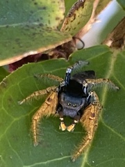 Phidippus arizonensis
