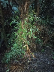 Metrosideros diffusa