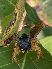 Phidippus arizonensis