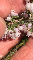Erica mauritanica
