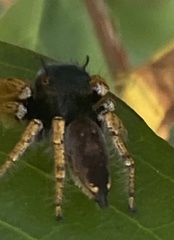 Phidippus arizonensis