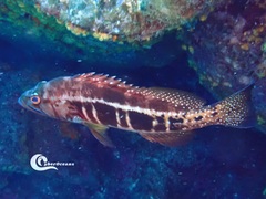 Serranus atricauda
