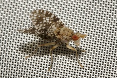 Trypetoptera punctulata