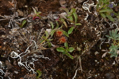 Sedum lanceolatum