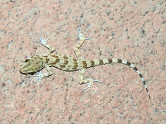 Tenuidactylus caspius