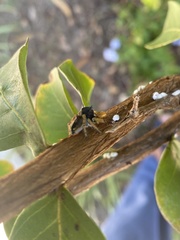Phidippus arizonensis
