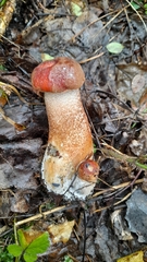 Leccinum aurantiacum