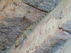 Tenuidactylus caspius